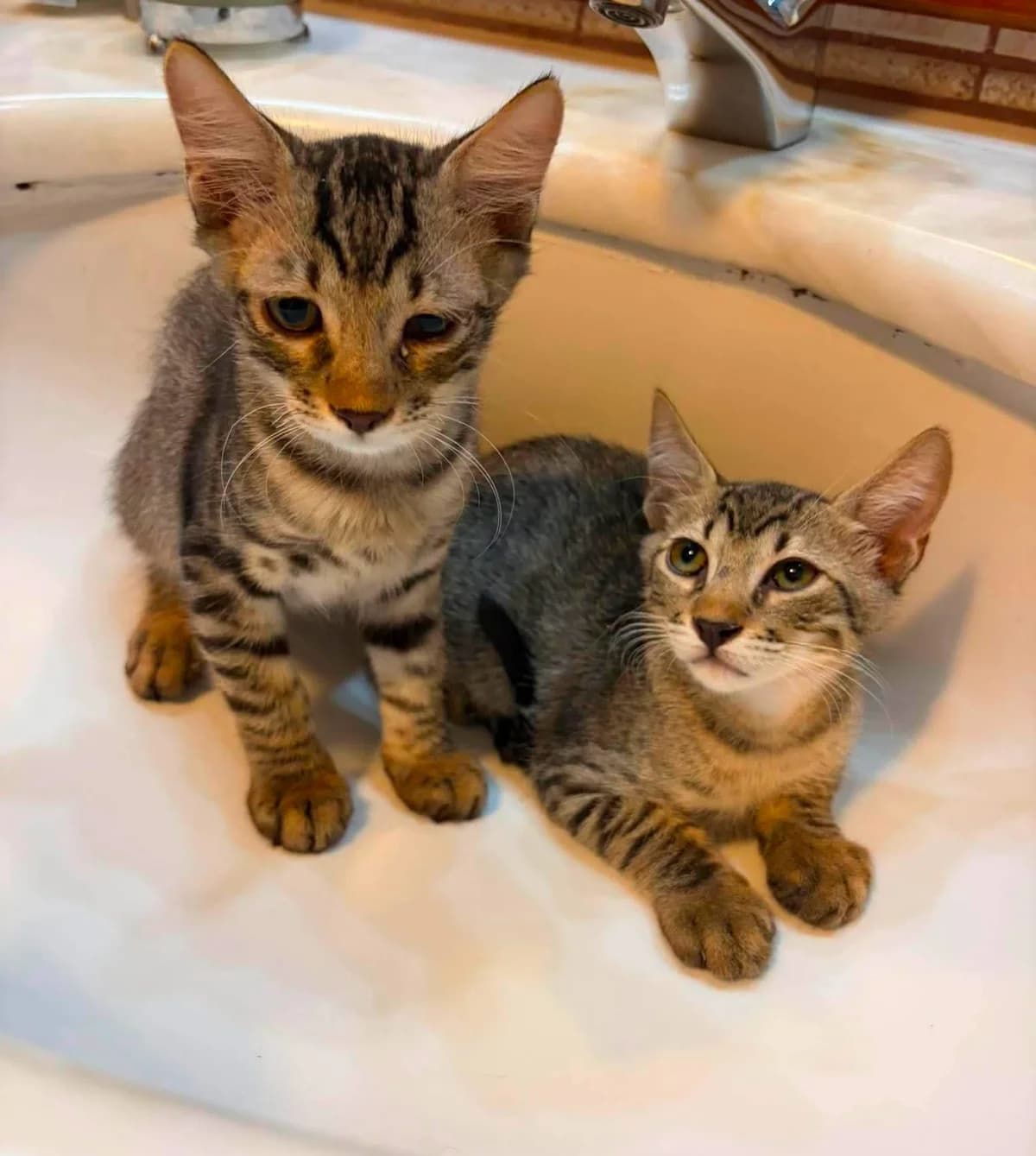 Άthos kai Porthos (Άθως και Πόρθος), Mixed Breed for adoption at ZEIL — Ζωοφιλική Ένωση Ηλιούπολης, Helioupoli (Athens)