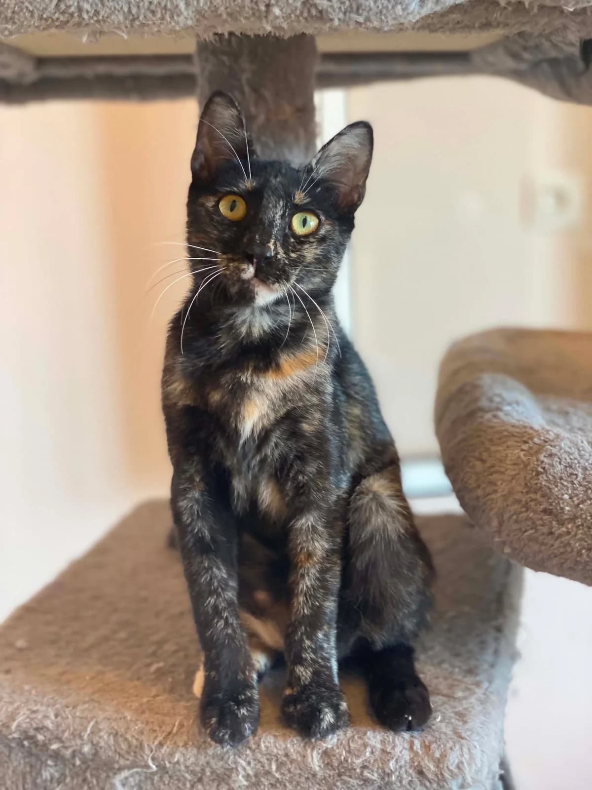 Tzasmin (Τζασμίν), Mixed Breed for adoption at ZEIL — Ζωοφιλική Ένωση Ηλιούπολης, Helioupoli (Athens)