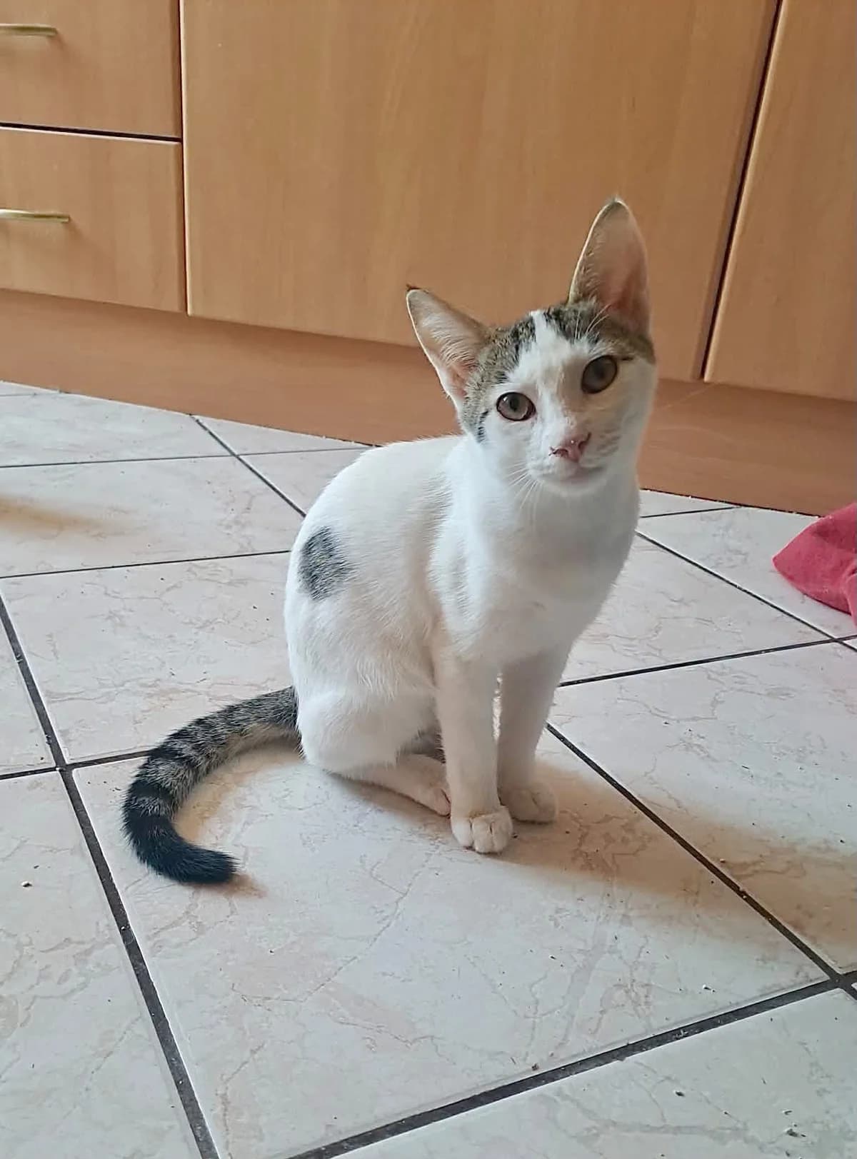Thiseas i… Poyrpoyris (Θησέας ή… Πουρπουρής), Mixed Breed for adoption at ZEIL — Ζωοφιλική Ένωση Ηλιούπολης, Helioupoli (Athens)