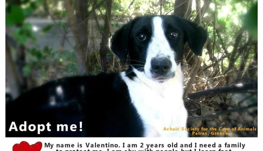 Valentino (Βαλεντίνο), male mixed breed for adoption at Ζω.Φι.Ψυ.