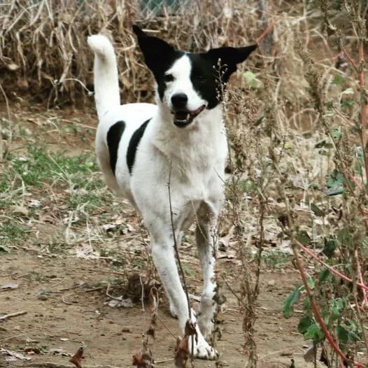 I tripodi Valentina (Η τρίποδη Βαλεντίνα), female mixed breed for adoption at Ζω.Φι.Ψυ.