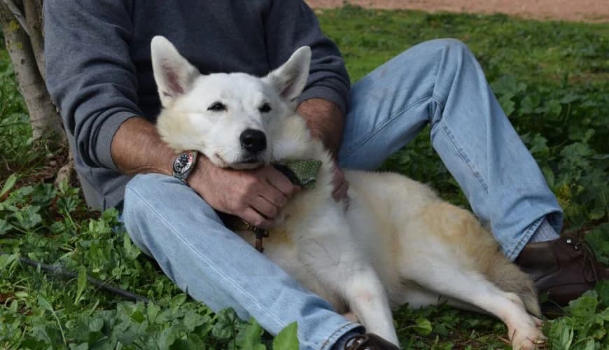Leyki (Λευκή), female mixed breed for adoption at Ζω.Φι.Ψυ.
