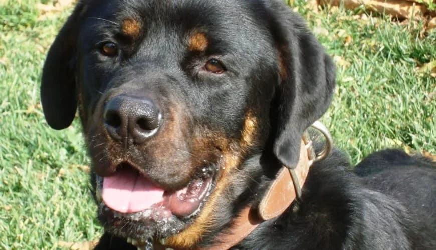 Maik (Μάικ), male mixed breed for adoption at Ζω.Φι.Ψυ.