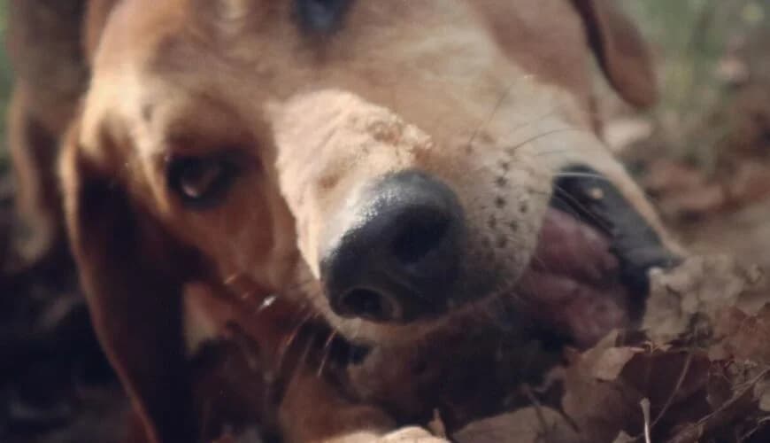 Tito (Τίτο), male mixed breed for adoption at Ζω.Φι.Ψυ.