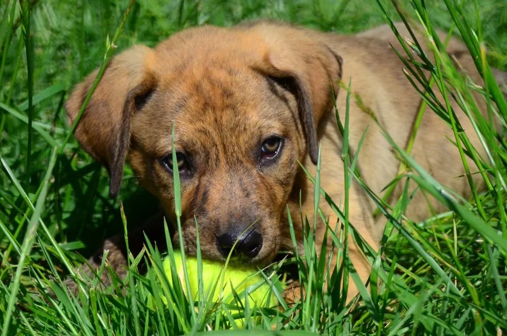 Roky (Ρόκυ), Mixed Breed for adoption at Σύλλογος Ζωόφιλων Μαραθώνα Ελπίδα