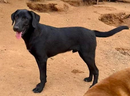 Leo, female puppy Mixed Breed for adoption at Gouves Shelter, Heraklion