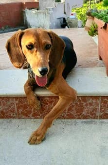 Marley, female puppy Mixed Breed for adoption at Gouves Shelter, Heraklion