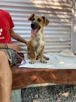 Marlon, female puppy Mixed Breed for adoption at Gouves Shelter, Heraklion