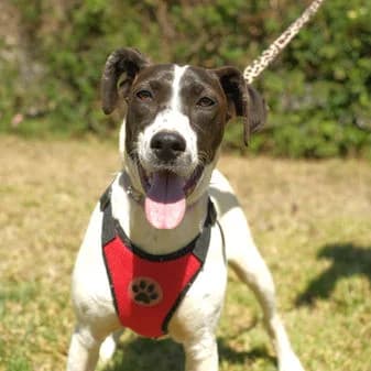 Orea, female puppy Mixed Breed for adoption at Gouves Shelter, Heraklion