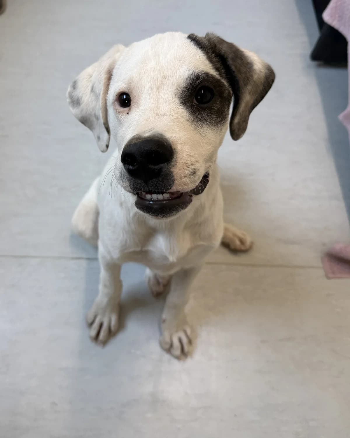 Betti, female puppy Mixed Breed for adoption at Azil Dubrovnik