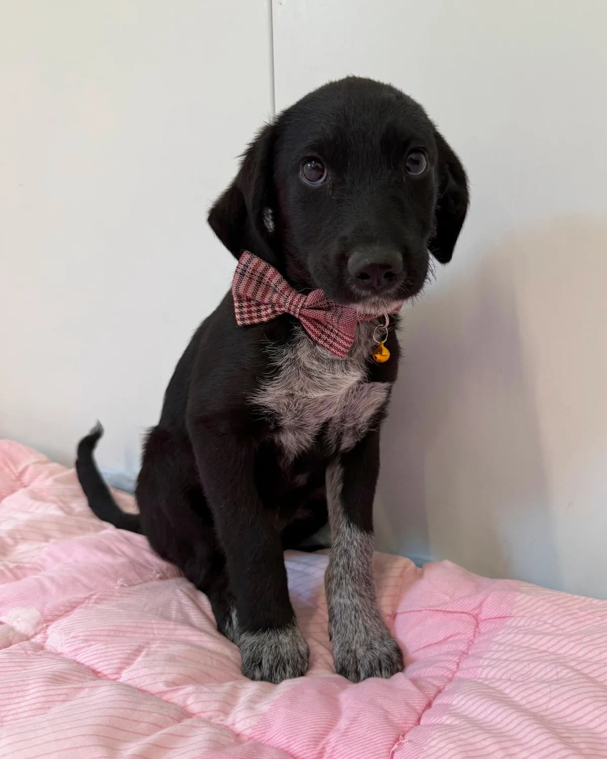 Bječvica, female puppy Mixed Breed for adoption at Azil Dubrovnik