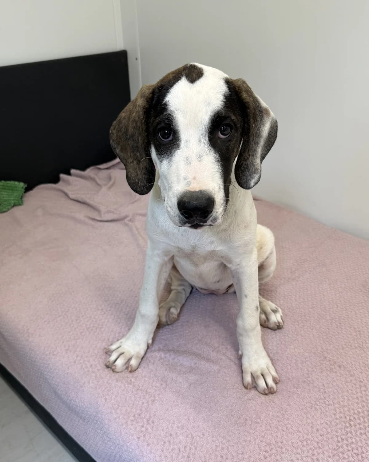 Bora, female puppy Mixed Breed for adoption at Azil Dubrovnik