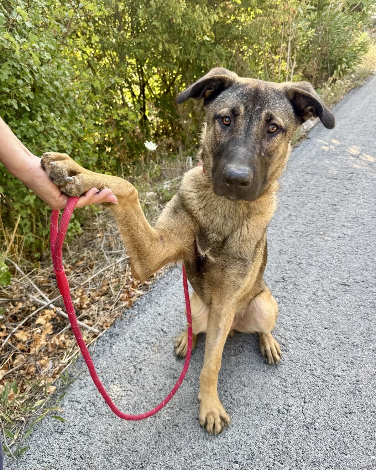 Buddy, male young Mixed Breed for adoption at Azil Dubrovnik