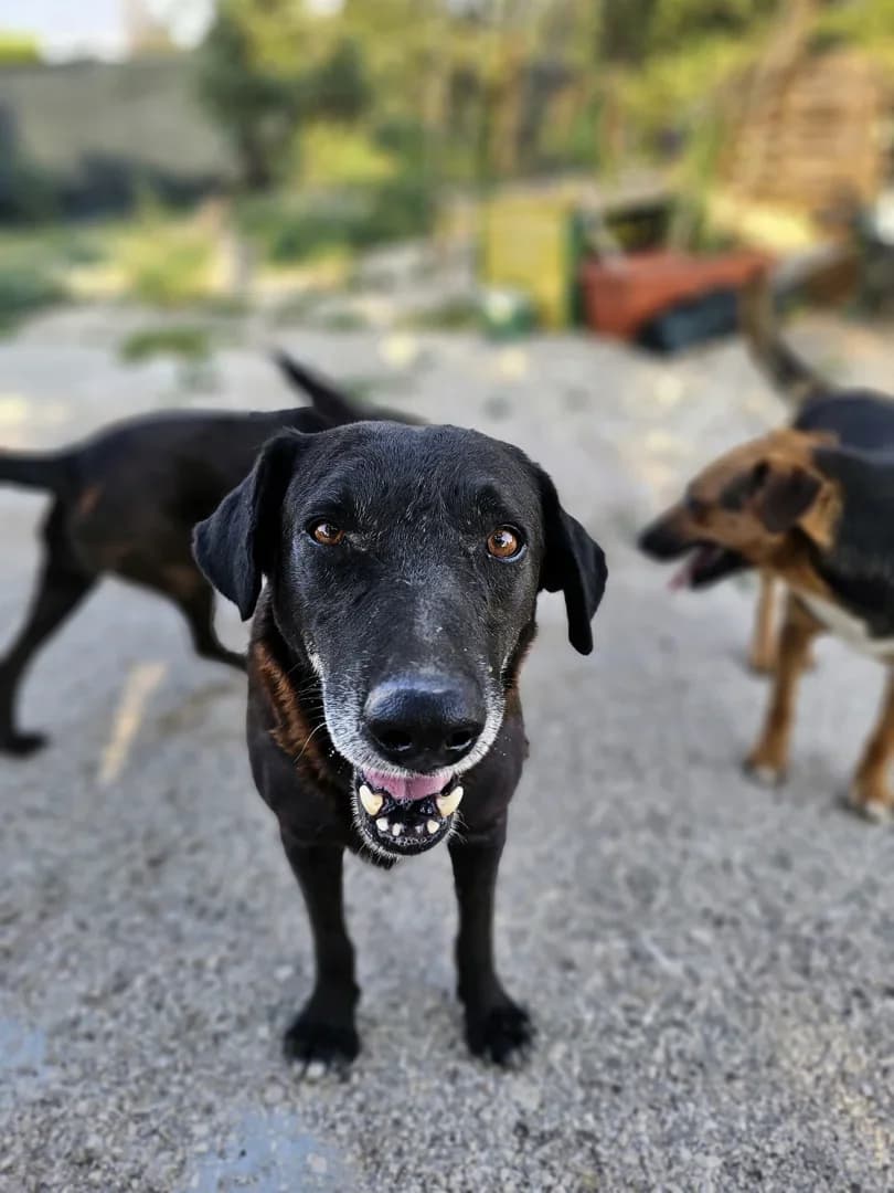 Divljan, male senior Mixed Breed for adoption at Azil Dubrovnik