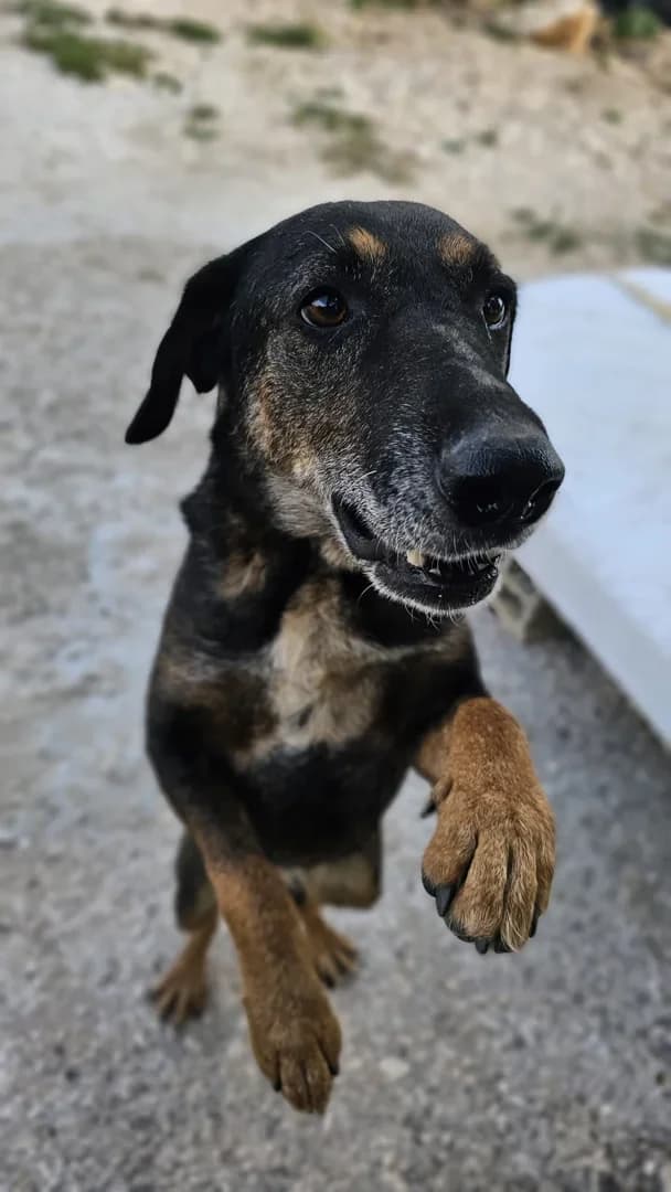 Engel, male senior Mixed Breed for adoption at Azil Dubrovnik