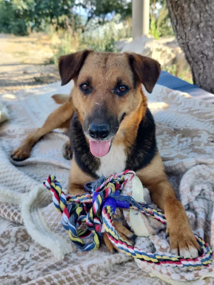 Erika, female senior Mixed Breed for adoption at Azil Dubrovnik