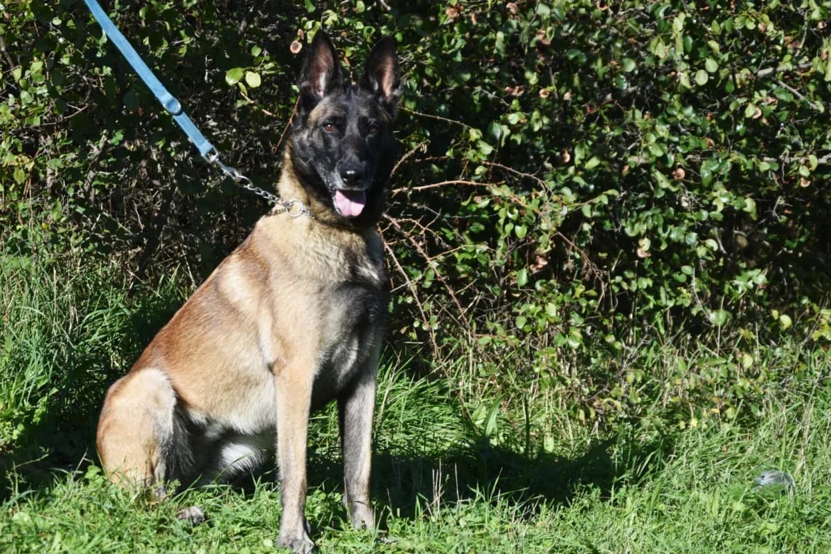 Erna, female senior Mixed Breed for adoption at Azil Dubrovnik