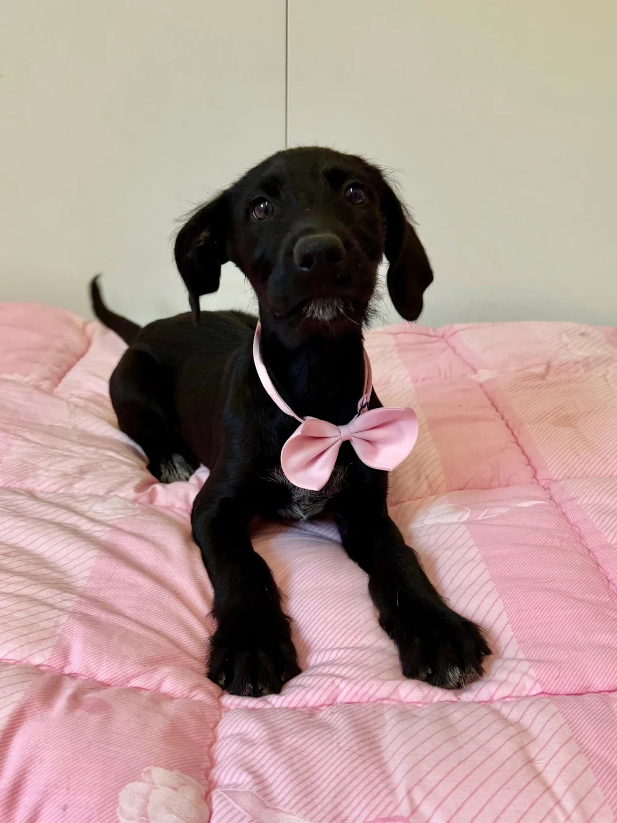 Fifi, female puppy Mixed Breed for adoption at Azil Dubrovnik