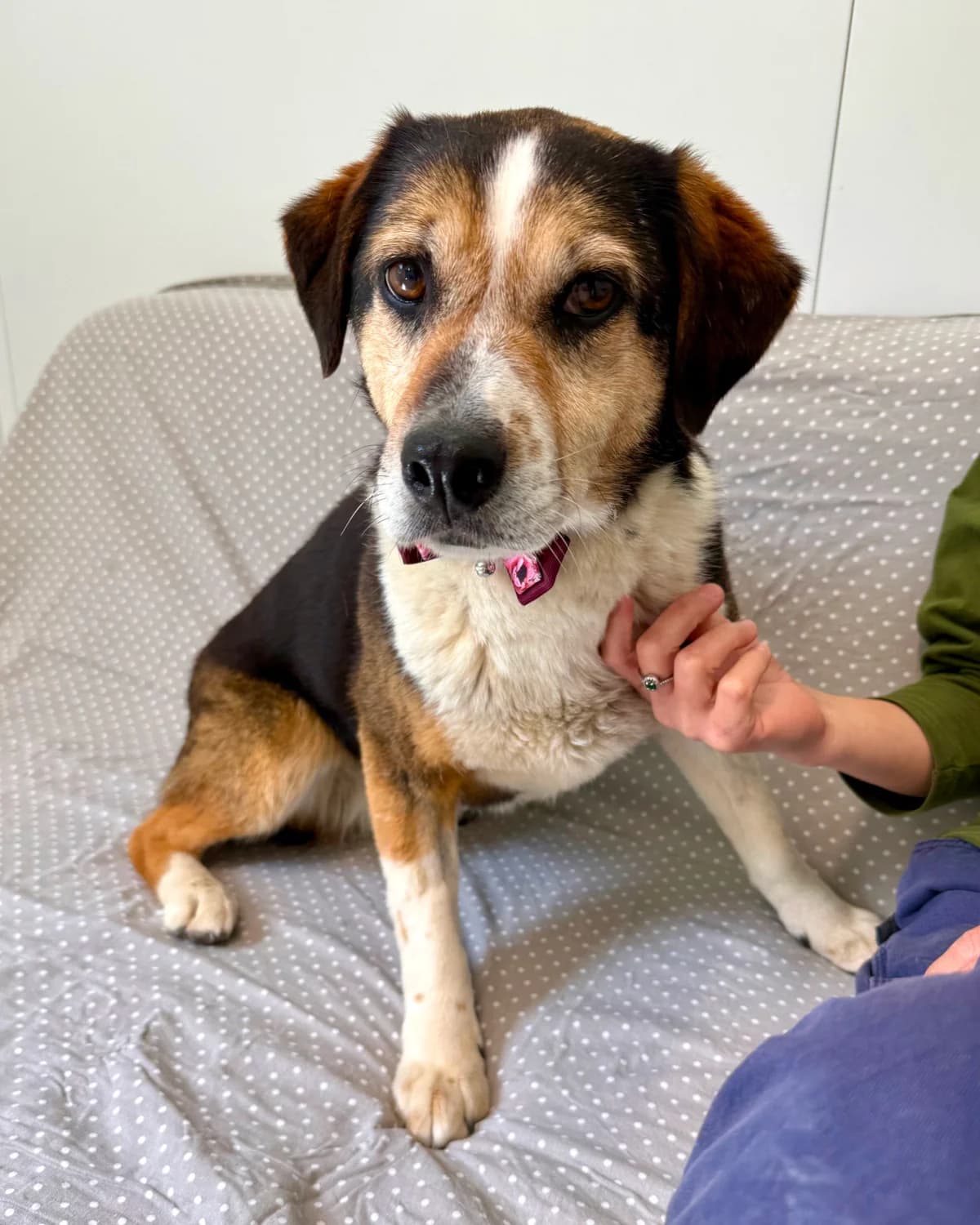 Meri, female 7yo Mixed Breed for adoption at Azil Dubrovnik