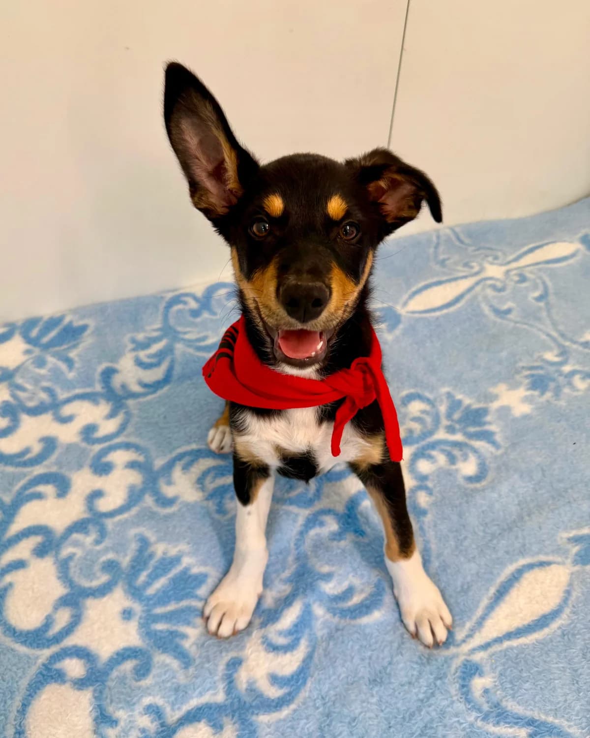 Froggy, male puppy Mixed Breed for adoption at Azil Dubrovnik