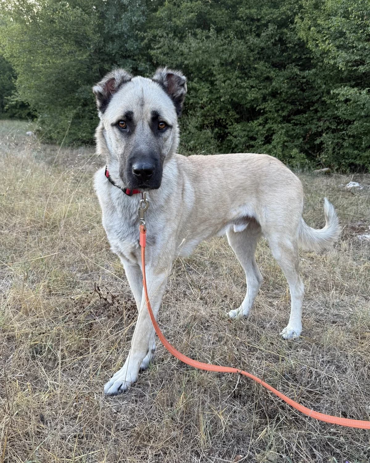 Koster, male young Mixed Breed for adoption at Azil Dubrovnik