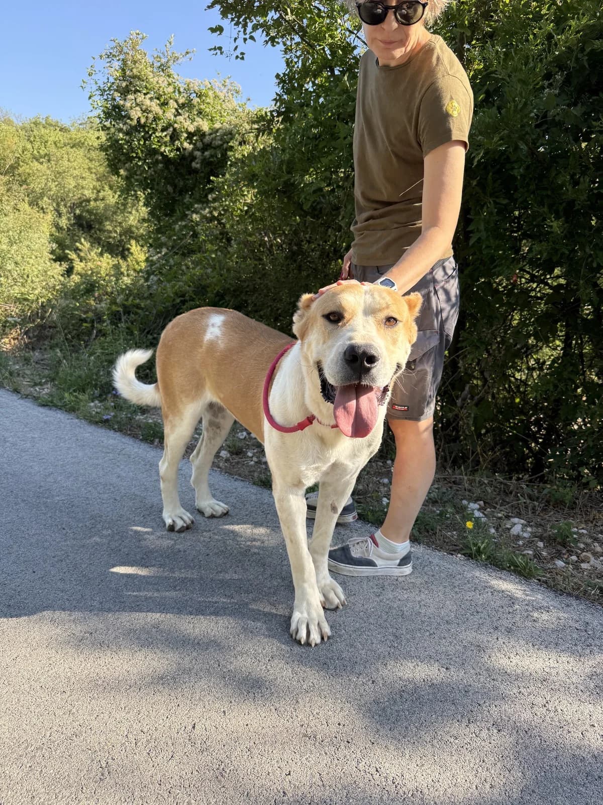 Lala, female 3yo Mixed Breed for adoption at Azil Dubrovnik