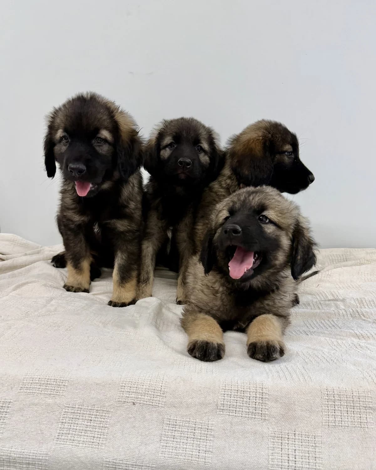 Lena, Lana, Tesa i Tara, female puppy Mixed Breed for adoption at Azil Dubrovnik