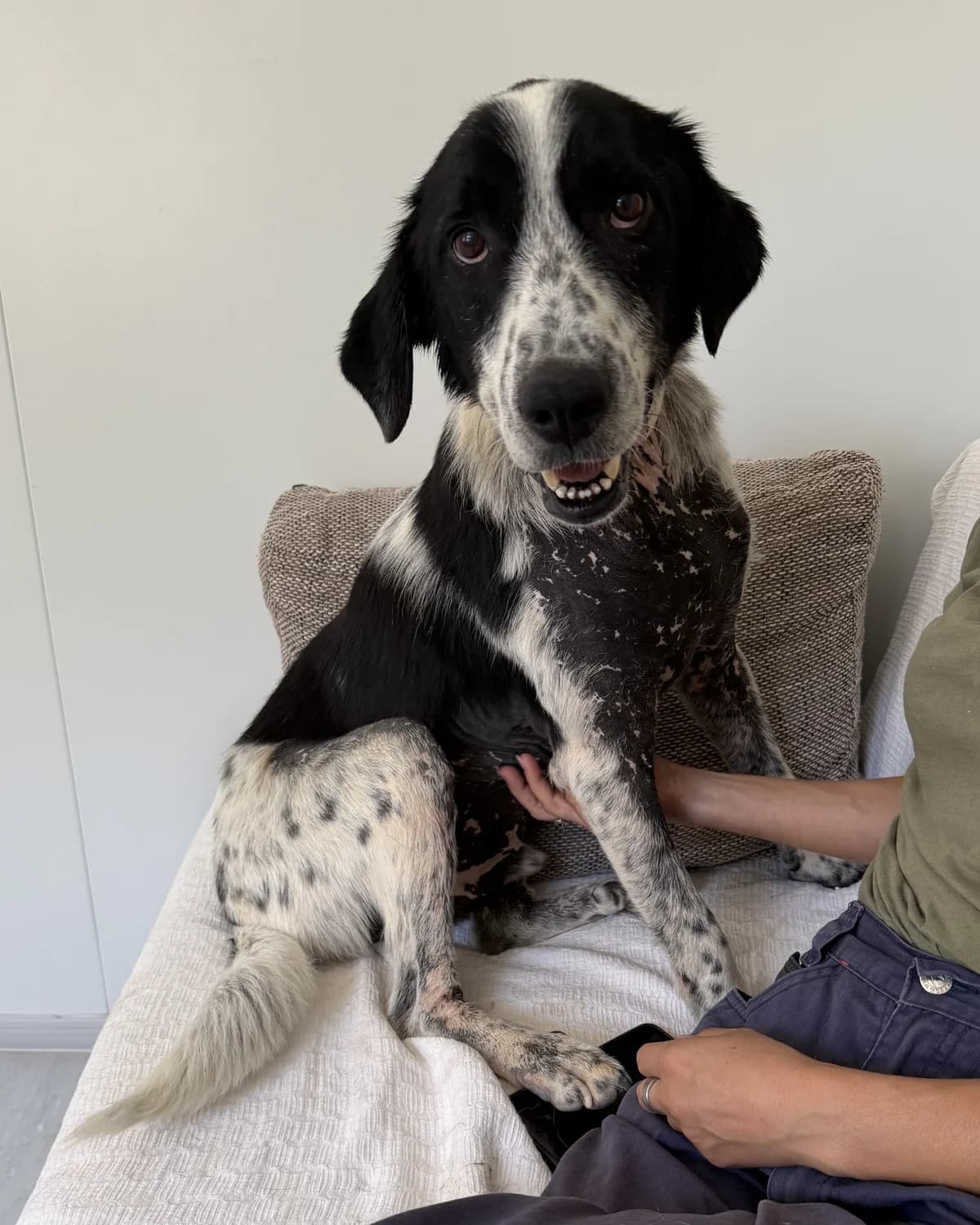 Lennon, male senior Mixed Breed for adoption at Azil Dubrovnik