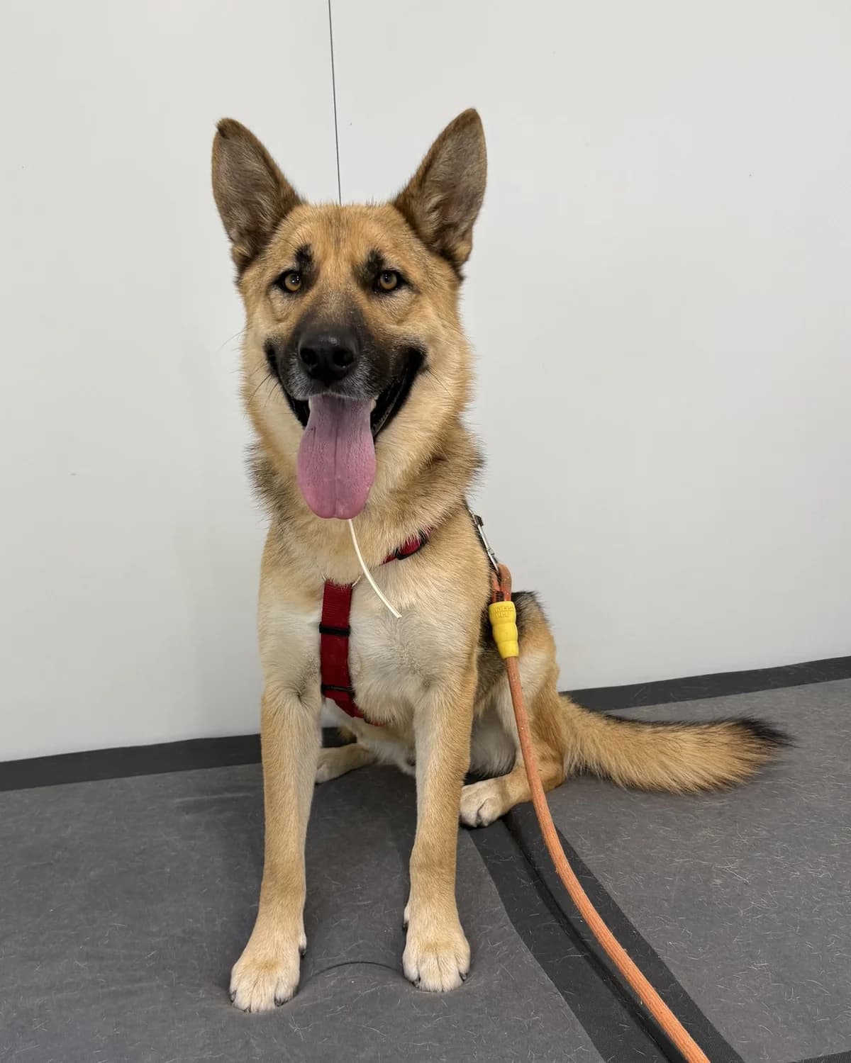 Leut, male young Mixed Breed for adoption at Azil Dubrovnik