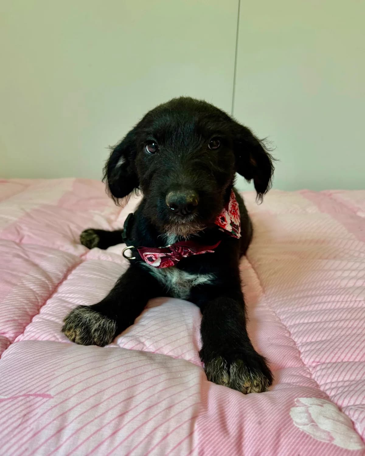 Lia, female puppy Mixed Breed for adoption at Azil Dubrovnik