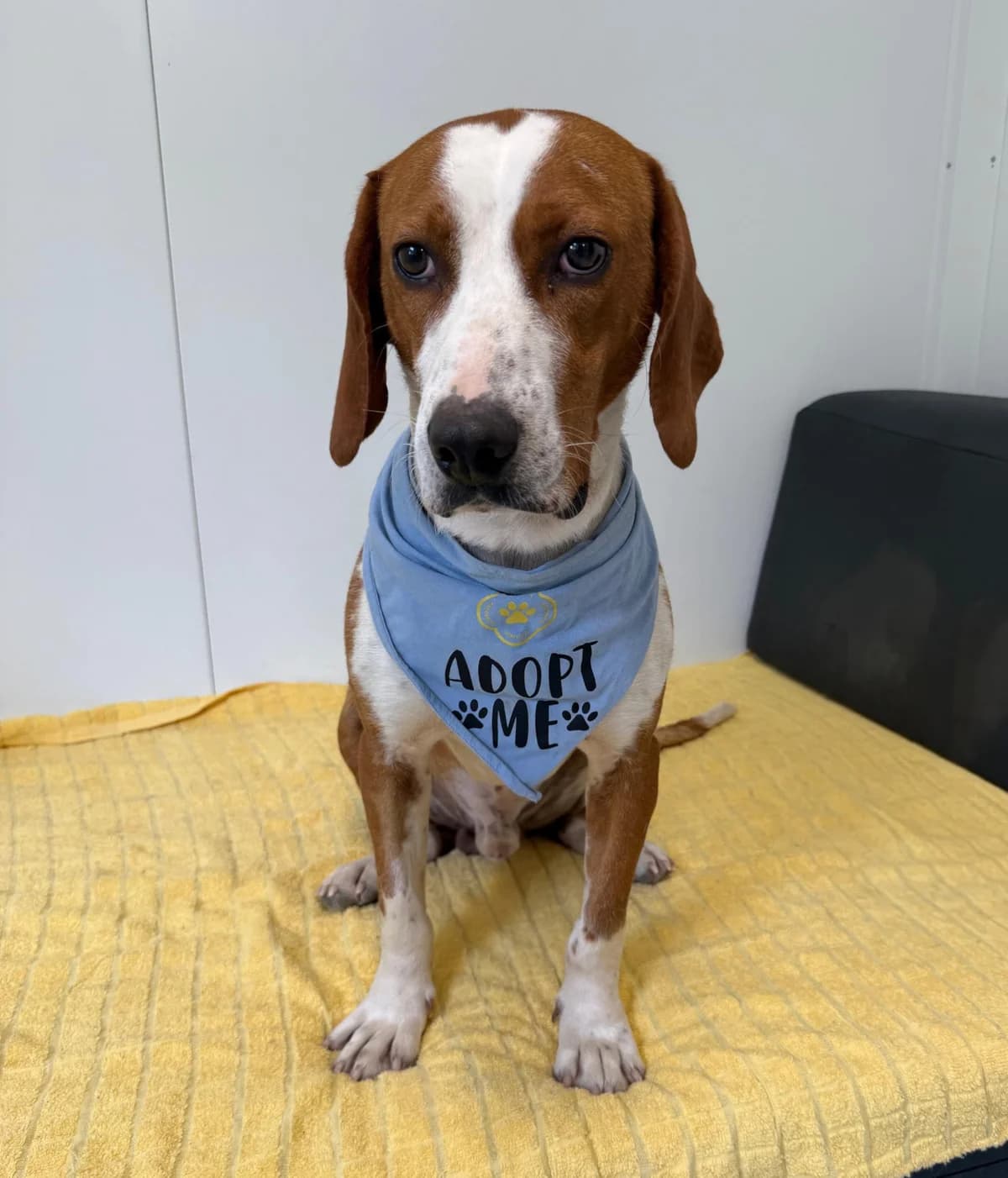 Luigi, male 3yo Mixed Breed for adoption at Azil Dubrovnik