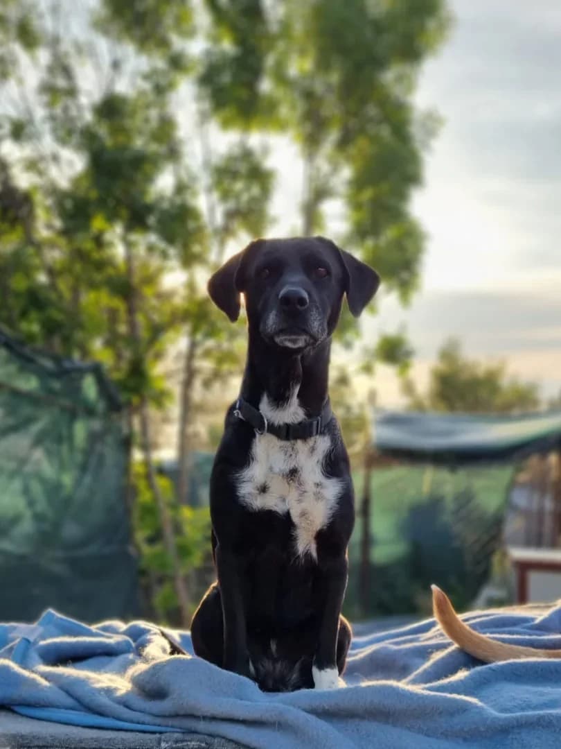 Luna, male senior Mixed Breed for adoption at Azil Dubrovnik