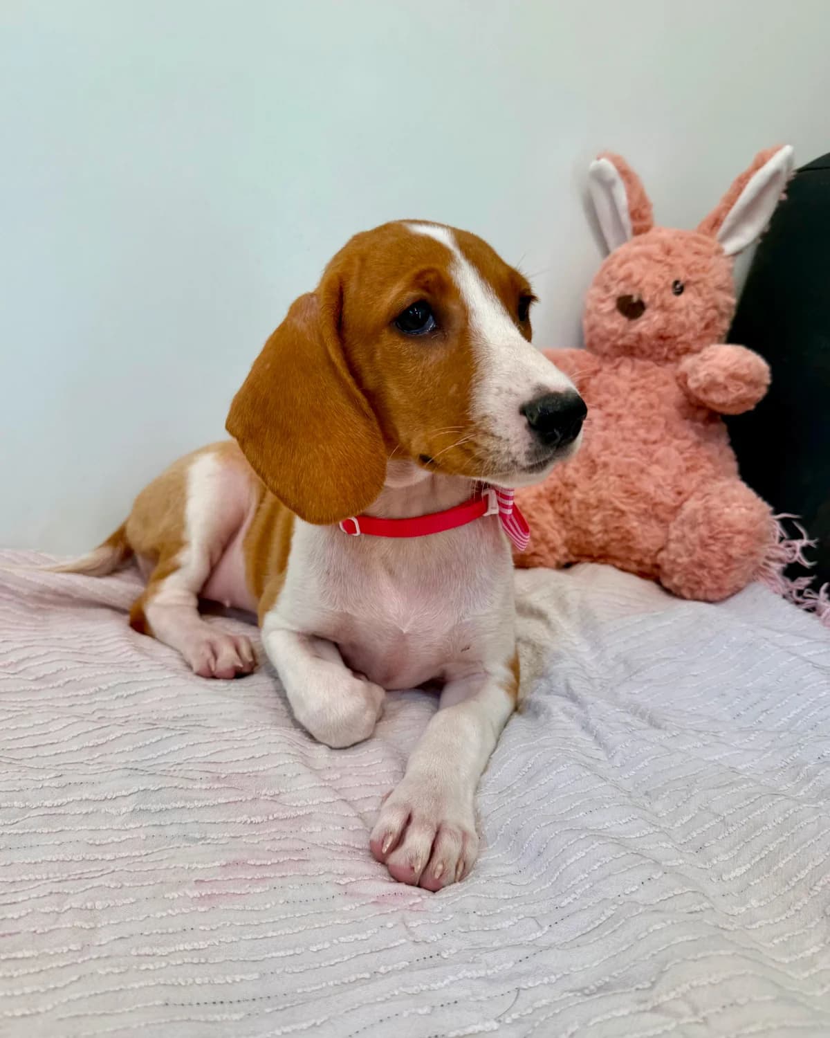 Milka, female puppy Mixed Breed for adoption at Azil Dubrovnik