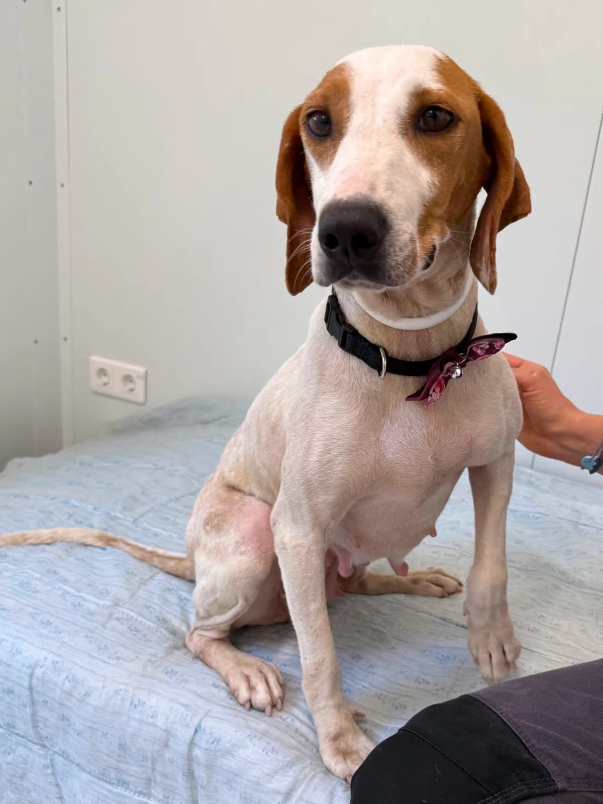 Mony, male young Mixed Breed for adoption at Azil Dubrovnik