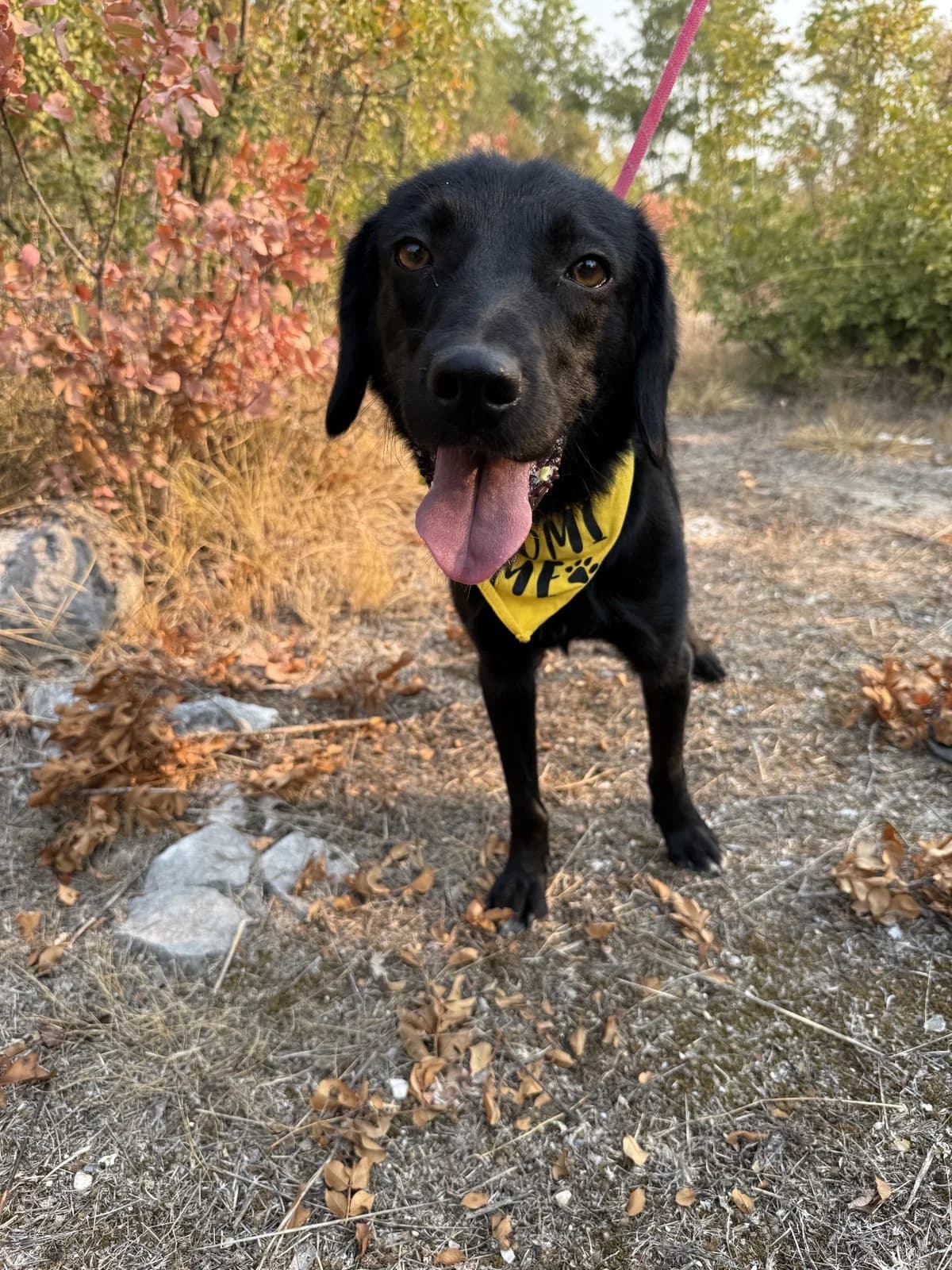 Moro, young Mixed Breed for adoption at Azil Dubrovnik