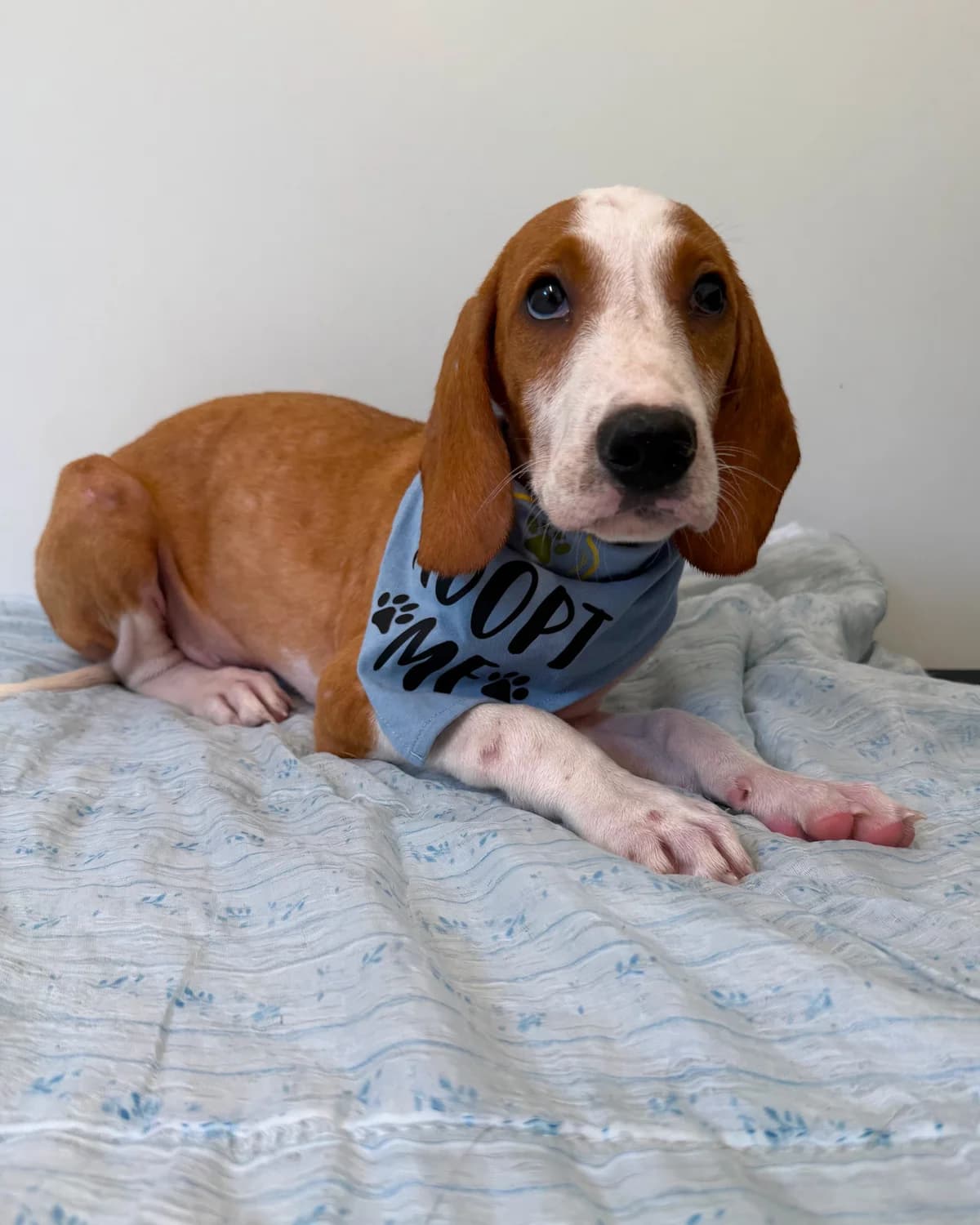 Mylo, male puppy Mixed Breed for adoption at Azil Dubrovnik