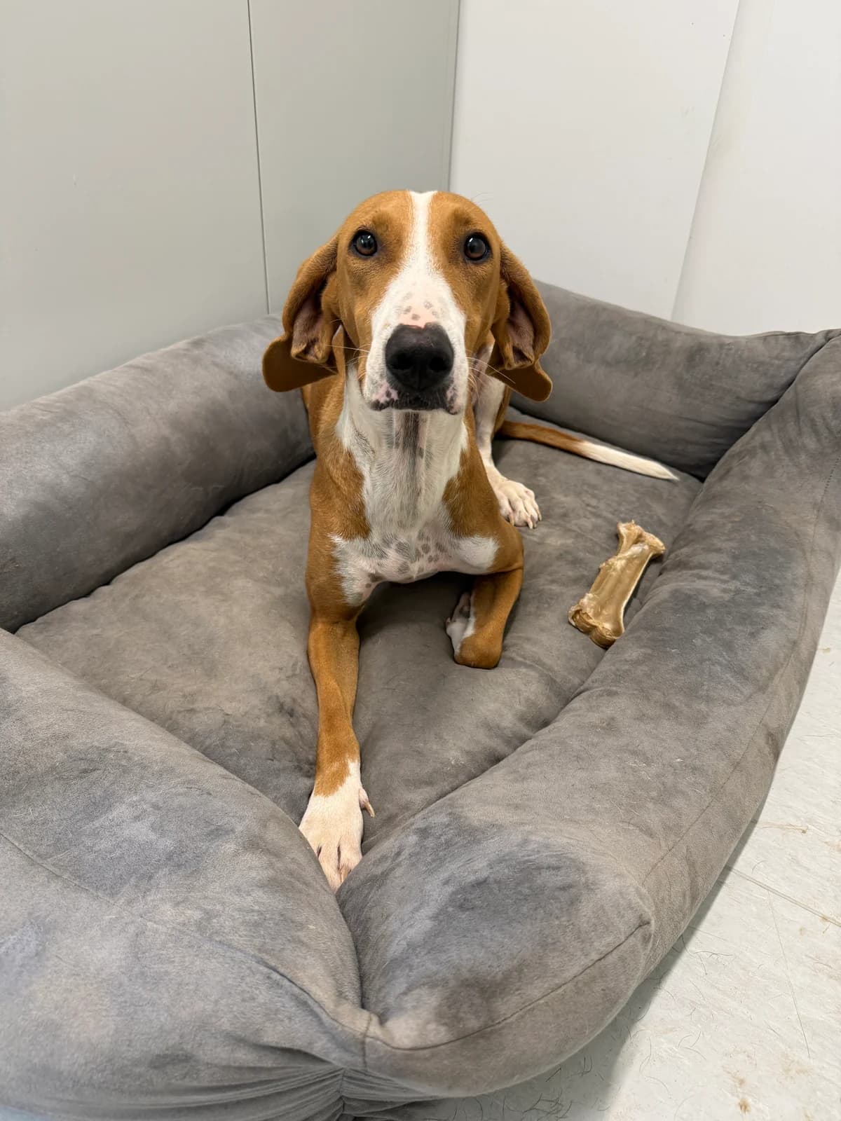 Nada, female young Mixed Breed for adoption at Azil Dubrovnik