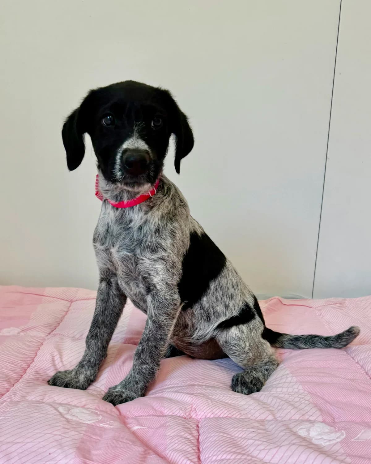 Pepe, female puppy Mixed Breed for adoption at Azil Dubrovnik