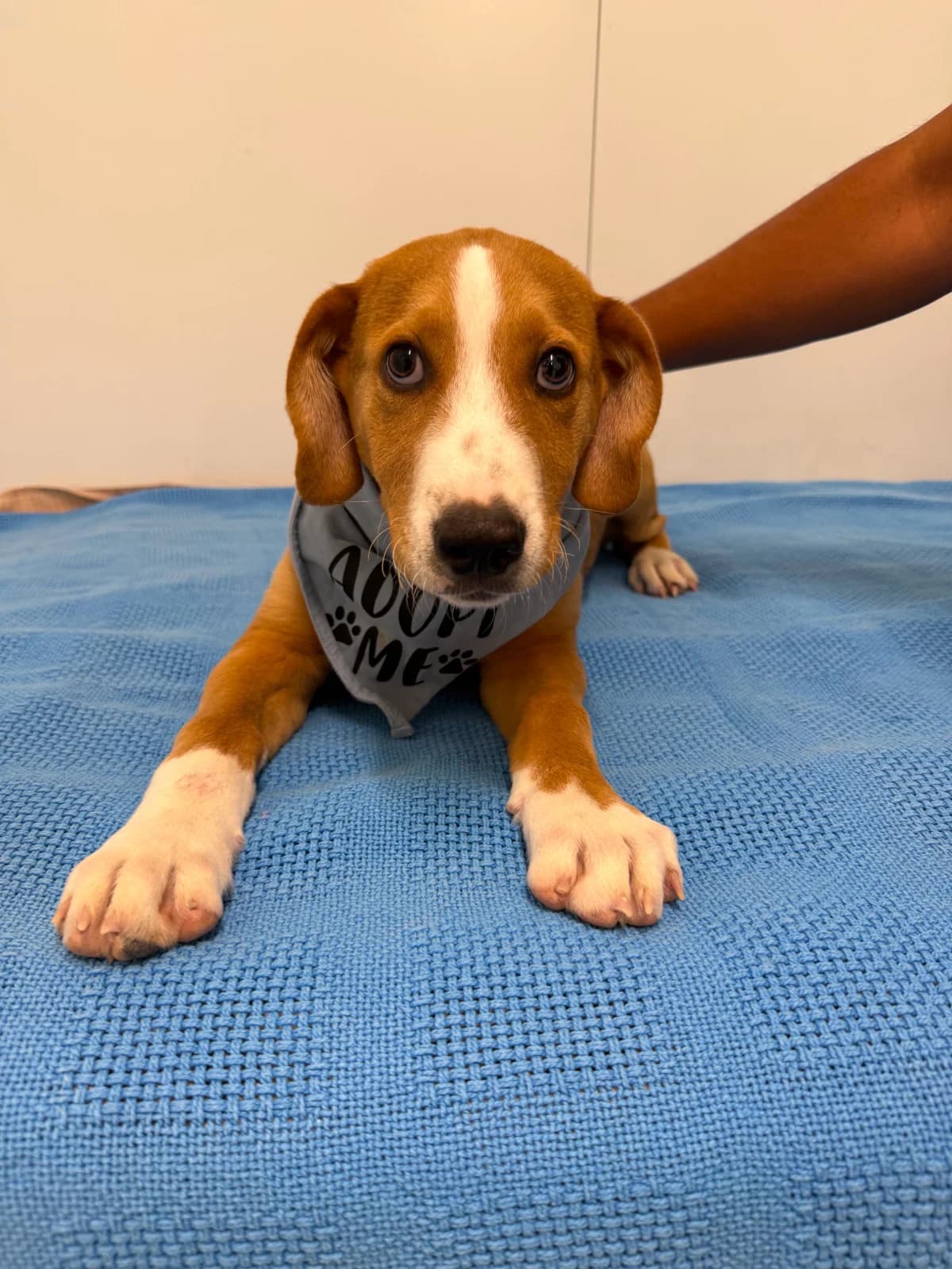 Polo, male puppy Mixed Breed for adoption at Azil Dubrovnik