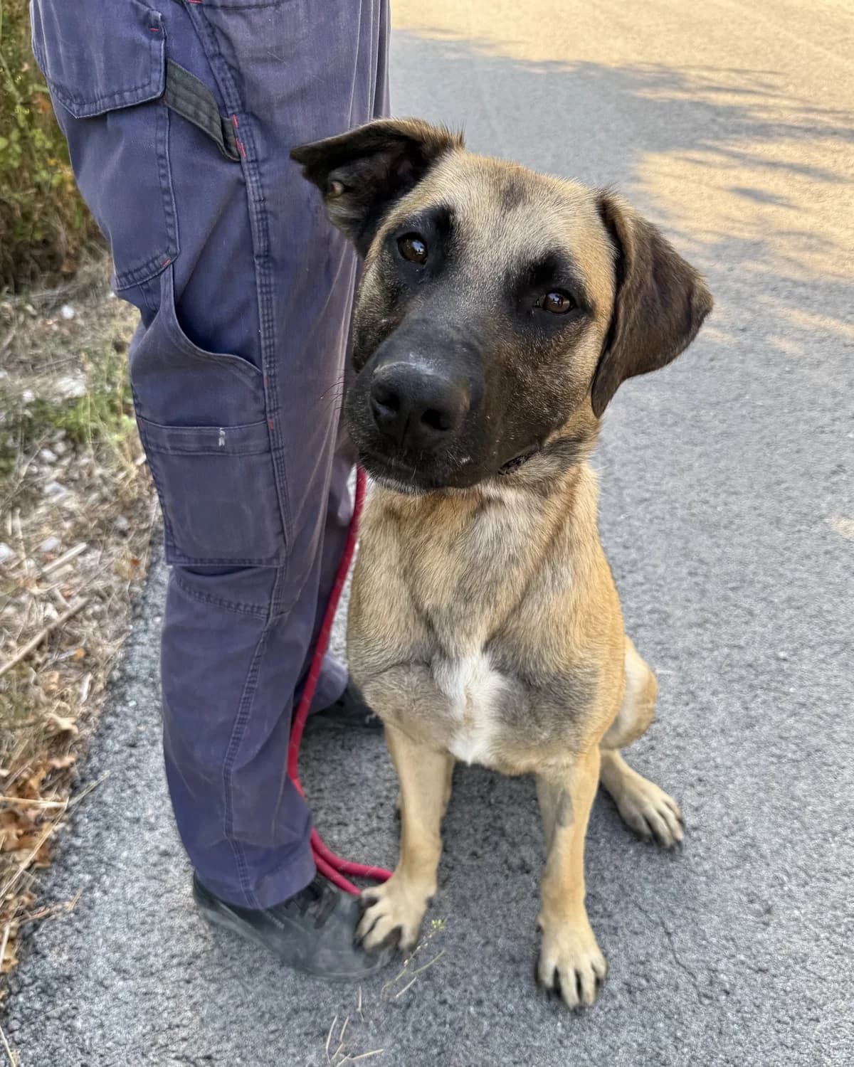 Raby, male young Mixed Breed for adoption at Azil Dubrovnik