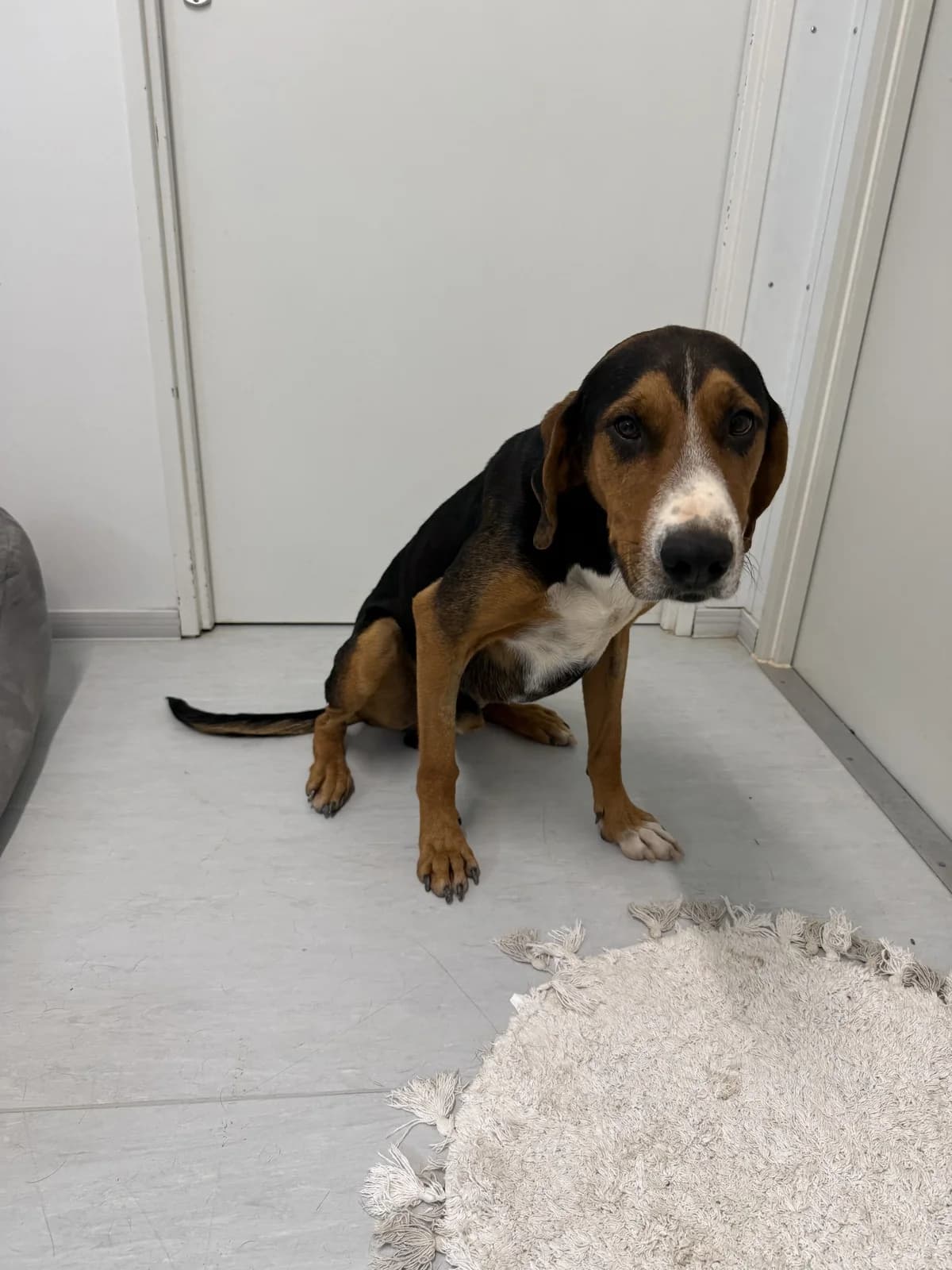 Reno, male young Mixed Breed for adoption at Azil Dubrovnik