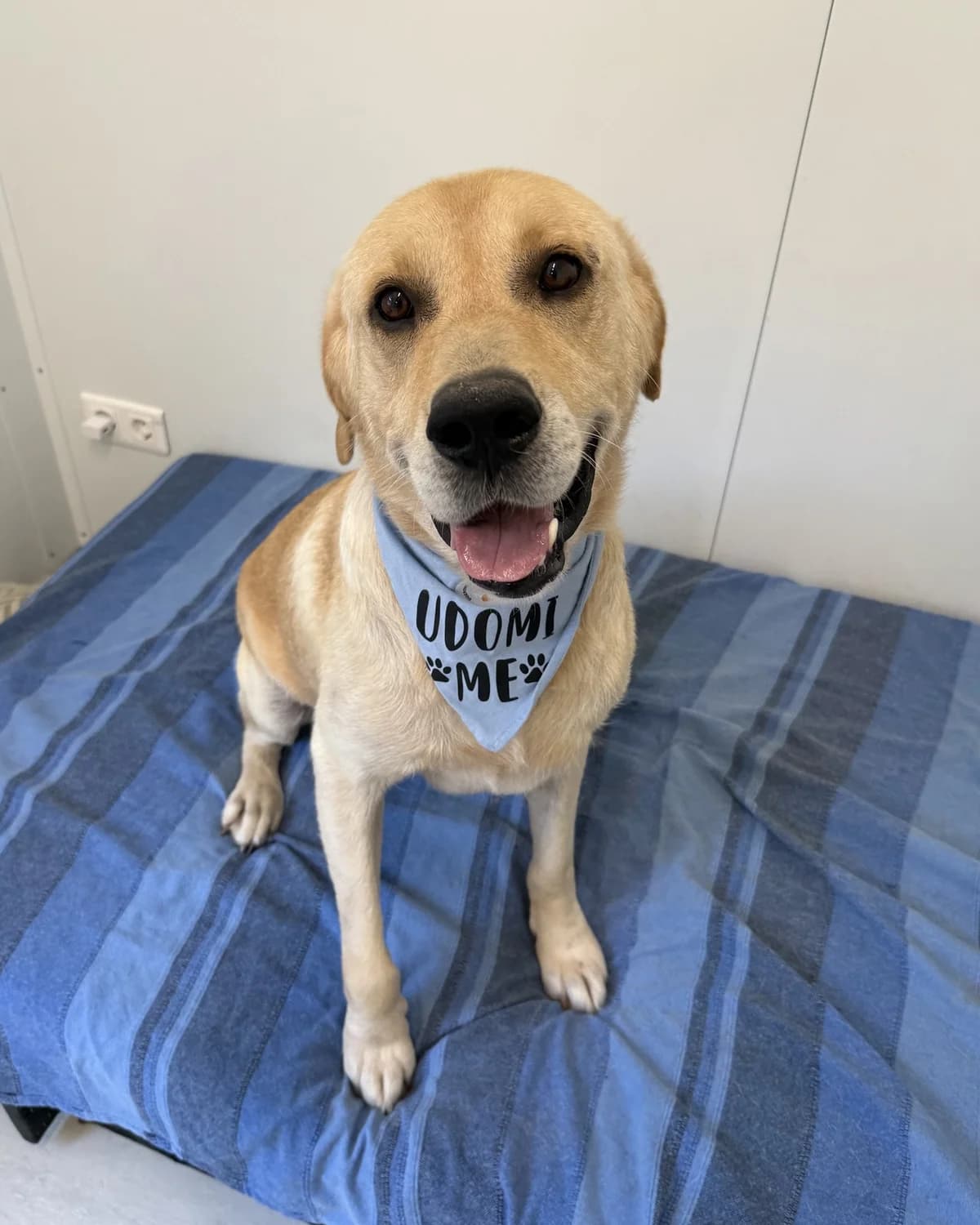 Simba, male 6yo Mixed Breed for adoption at Azil Dubrovnik