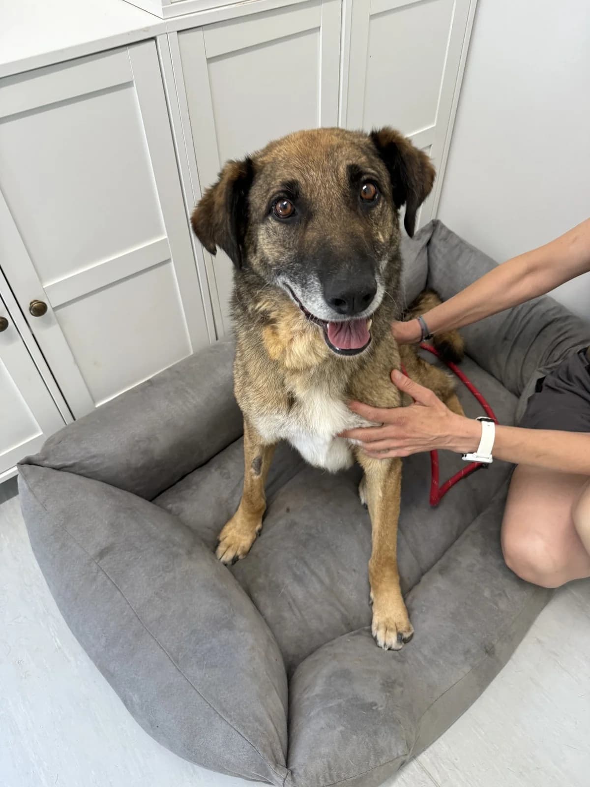 Vuk, male senior Mixed Breed for adoption at Azil Dubrovnik