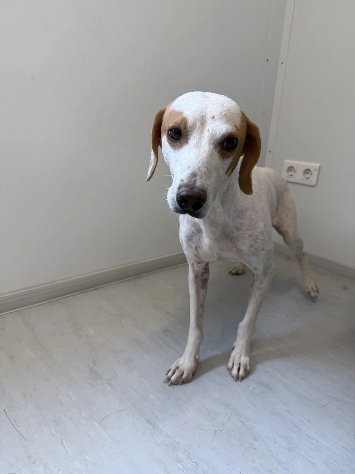 Žak, male young Mixed Breed for adoption at Azil Dubrovnik