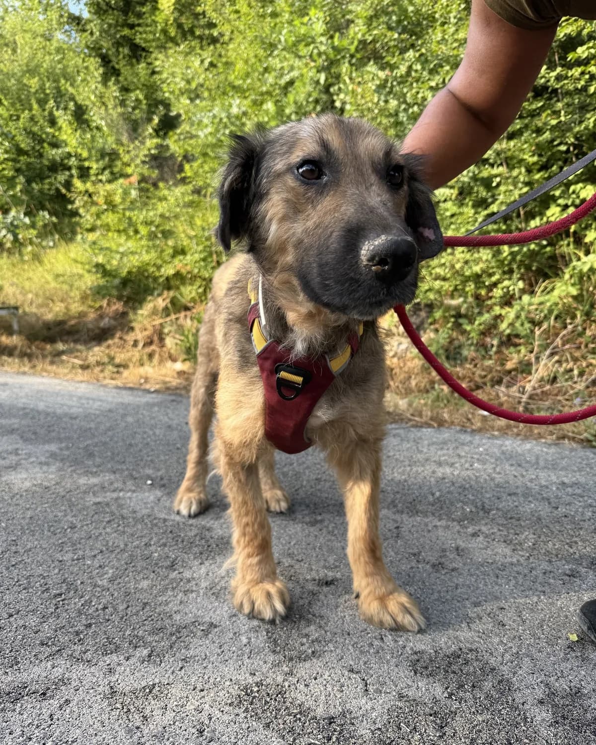 Željko, male 5yo Mixed Breed for adoption at Azil Dubrovnik