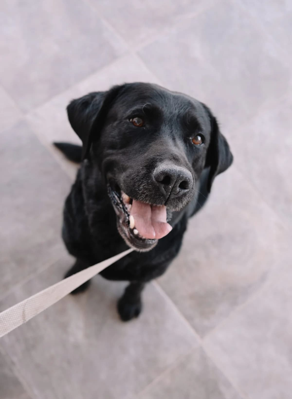 Black, male Mixed Breed for adoption at Zaklada Bestie — Animalis Centrum, Kaštel Sućurac