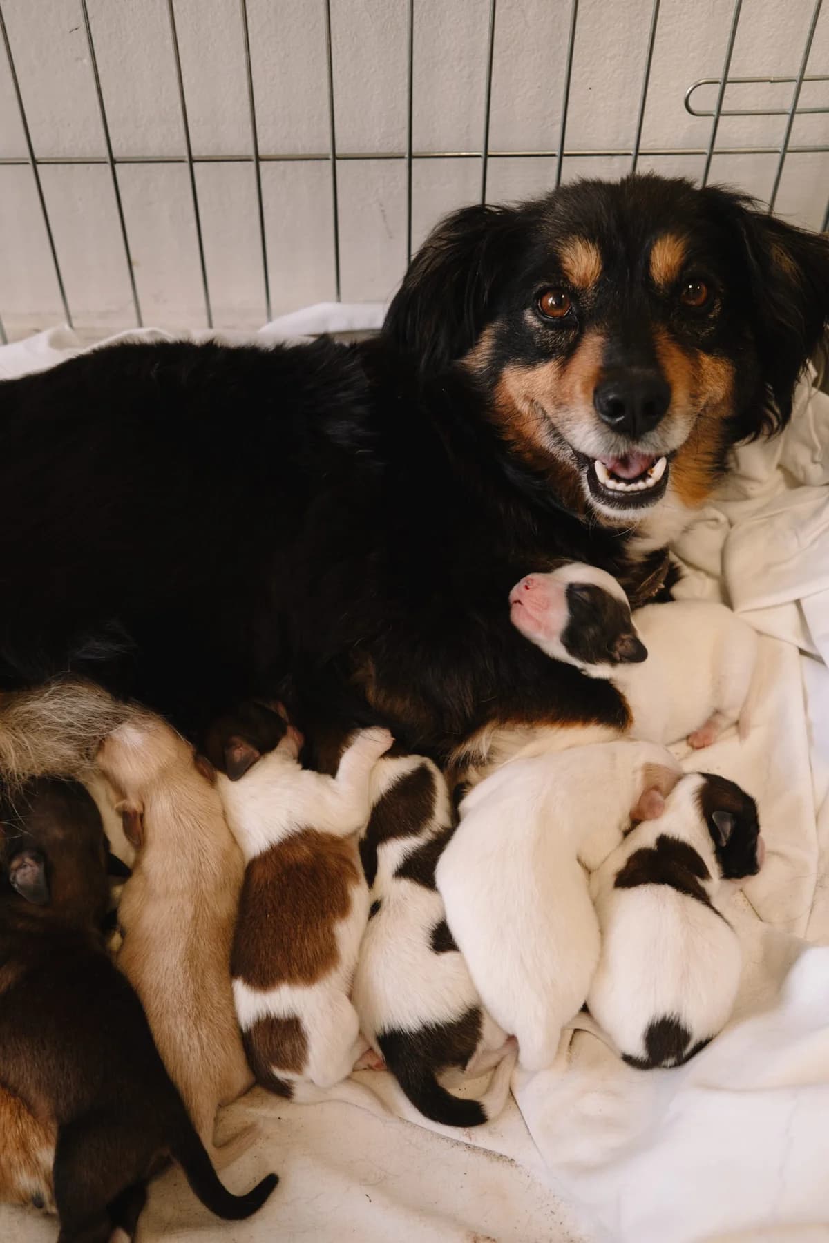 Luca, female Mixed Breed for adoption at Zaklada Bestie — Animalis Centrum, Kaštel Sućurac