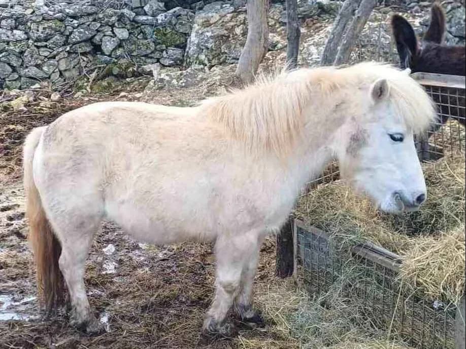 Roza, Mixed Breed for adoption at Brač Animal Sanctuary, Nerežišća (Brač)