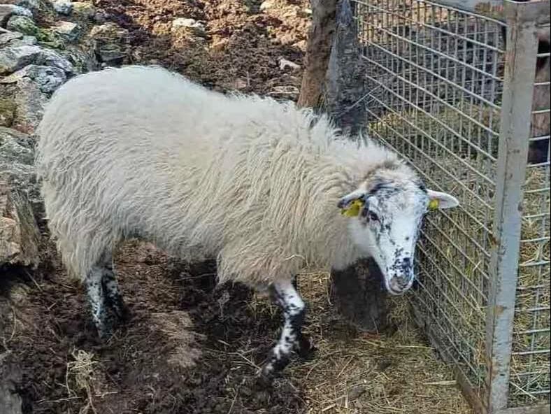 Vanda, Mixed Breed for adoption at Brač Animal Sanctuary, Nerežišća (Brač)