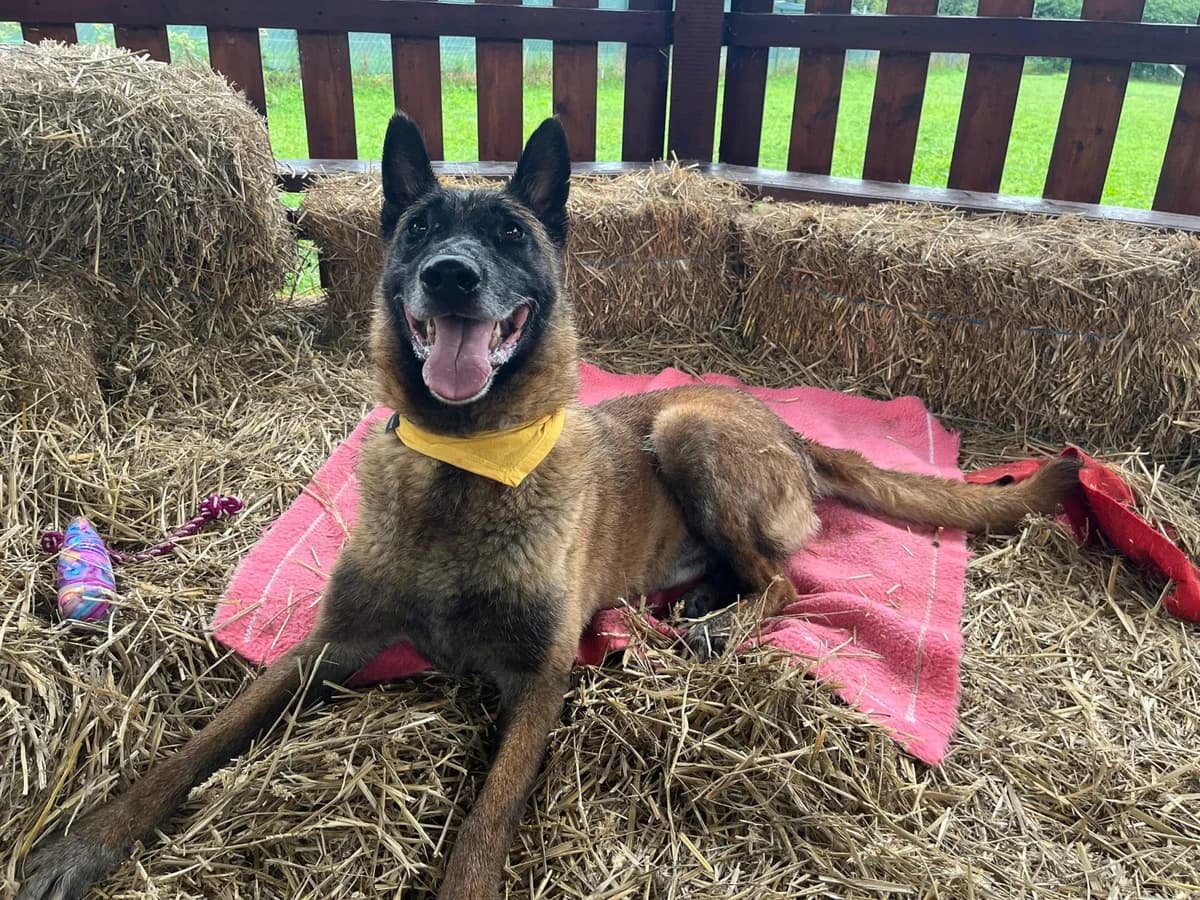 Max, male senior mixed breed for adoption at Dumovec, Zagreb